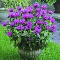 Монарда двойчатая Monarda didyma 'Cambridge Scarlet' (фиолет,душист,VII-IX,Н=120см,лист ароматный)