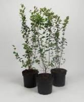 Cotoneaster lucidus