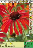 Эхинацея Enchinacea Hot Summer Н=120см