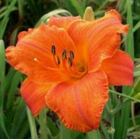 Лилейник Hemerocallis 