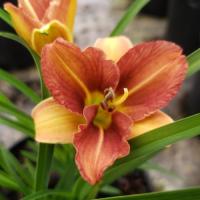 (Hemerocallis EveryDaylily Bronze