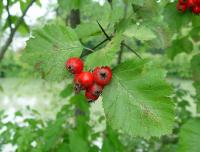 Боярышник мягковатый Crataegus submollis