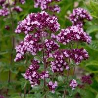 Душица обыкновенная (Origanum Gentle Breeze)