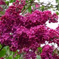 Сирень обыкн.Памяти Людвига Шпета» (Syringa 
