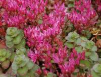 Очиток ложный Sedum spurium 'Roseum' (алый,VI-VII,Н=15см,)