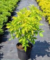 Бузина чёрная Sambucus nigra 'Aurea' С3