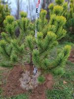 Сосна горная Винтер Голд (Pinus mugo Winter Gold Н1м, B1.5м) 90-100см RB40