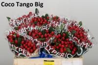 Гиперикум Коко Танго красный