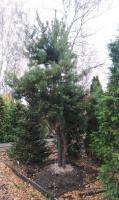 Сосна обыкновенная Многоствольная два ствола (Pinus sylvestris Н25 м)
