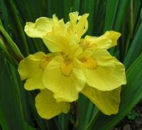 Ирис болотный Flore Plena