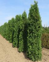 Туя западная (Thuja occidentalis Columna