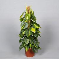 Филодендрон Philodendron Scandens