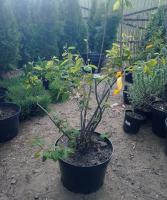 Ирга Ламарка (Amelanchier Lamarckii) 60см С15