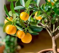Цитрофортунелла  Citrof X Microcarpa (calamandin)