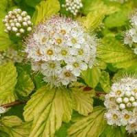 Physocarpus opulifolius Dart's Gold