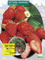 Клубника Aarbei Ostara С1