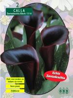Калла Calla Zantedeschia Zwart black
