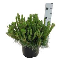 Pinus mugo pumilio