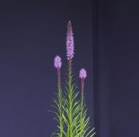 Лиатрис Liatris Spicata Purpurea