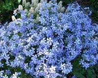 Флокс растопыренный Phlox divaricata (синий,V-VI,Н=30см)
