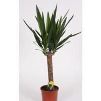 Юкка Yucca 1 ств. D12