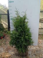 Туя западная Брабант (Thuja occidentalis 'Brabant' Н=10м,В=3-4м) 120+ cm ЭКСТРА WRB40 V