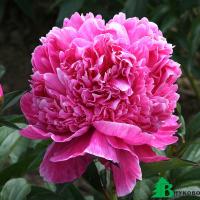 Пион молочноцветковый (Paeonia Lactiflora (D) Alexander Fleming)