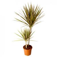 Драцена Dracaena Marg. 2 ств. 19/105