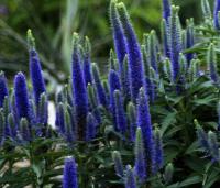 Вероника Veronica 'Blue Indigo' (ярко-синяя,Н=40-60см)