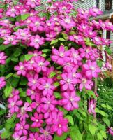 Clematis 'Ville de Lion ' Клематис (цв.карминно-красн,пыльники ярко-жёлтые,Дцв=12-15см,Н=2,00-3,00м)