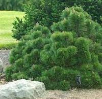 Сосна черная (Pinus nigra Helga) 25cm C5