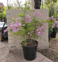 Syringa chin. 'Saugeana'