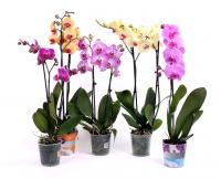 Орхидея Phalaenopsis Gem1 Так/А1/12/70