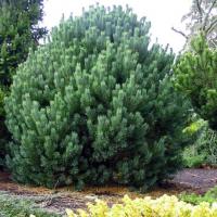Сосна обыкновенная (Pinus sylvestris Watereri 60, WRB) Н=4м,В=3м,хв. голуб.-серая Вн С54