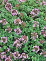 Тимьян ползучий (фиолет, VI-VII,Н=10/7см) Thymus serpyllum