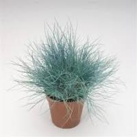 Овсяница сизая Festuca cinerea Buddy Blue P9