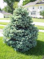 Ель колючая Picea pungens Baby Blue 26 E