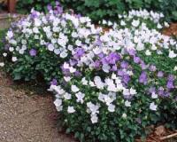 Колокольчик карпатский микс Campanula carpatica