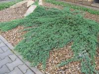Можжевельник горизонтальный (Juniperus horizontalis 'Wiltonii')