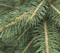 Ель колючая зеленая хвоя (Picea pungens Н20м)  60см С5