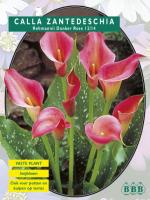 Калла Zantedeschia Rehmanii Donker Rose С3