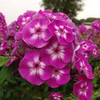 Phlox paniculata 'Laura' Флокс метельчатый (фиолет-синий,светлый центр,VII-IX,Н=60см)