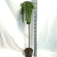 Лиственница японская (Larix kaempferi Stiff Weeping) PA 150 C12