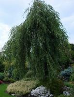 Береза повислая (Betula pendula Youngii Н4м)