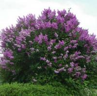 Сирень венгерская Syringa josikaea