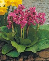 Бадан Bergenia Cordifolia Н=30см С3