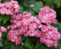 Боярышник однопестичный 'Rosea'