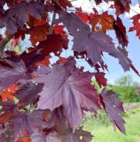 Клен остролистный Роял Ред (Acer platanoides Royal Red H15m B8m) 150cm C10