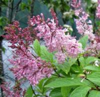 Syringa x prestoniae 'Elinor'