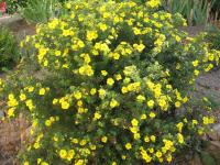 Лапчатка кустарниковая (Potentilla fruticosa Goldfinger цв. желтый Н1,2м) C3